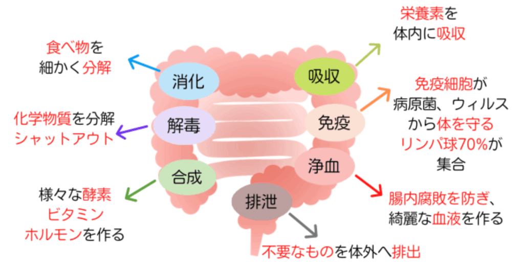 7つの腸のはたらき